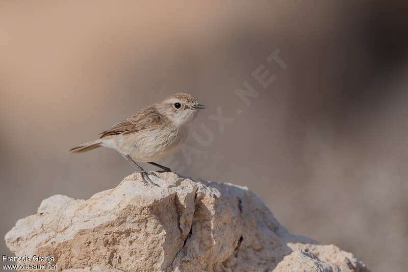 Canary Islands Stonechat female adult, identification