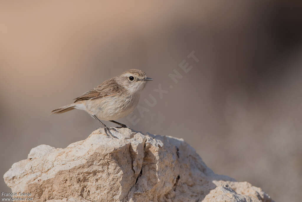 Tarier des Canaries femelle adulte, identification