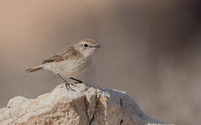 Canary Islands Stonechat