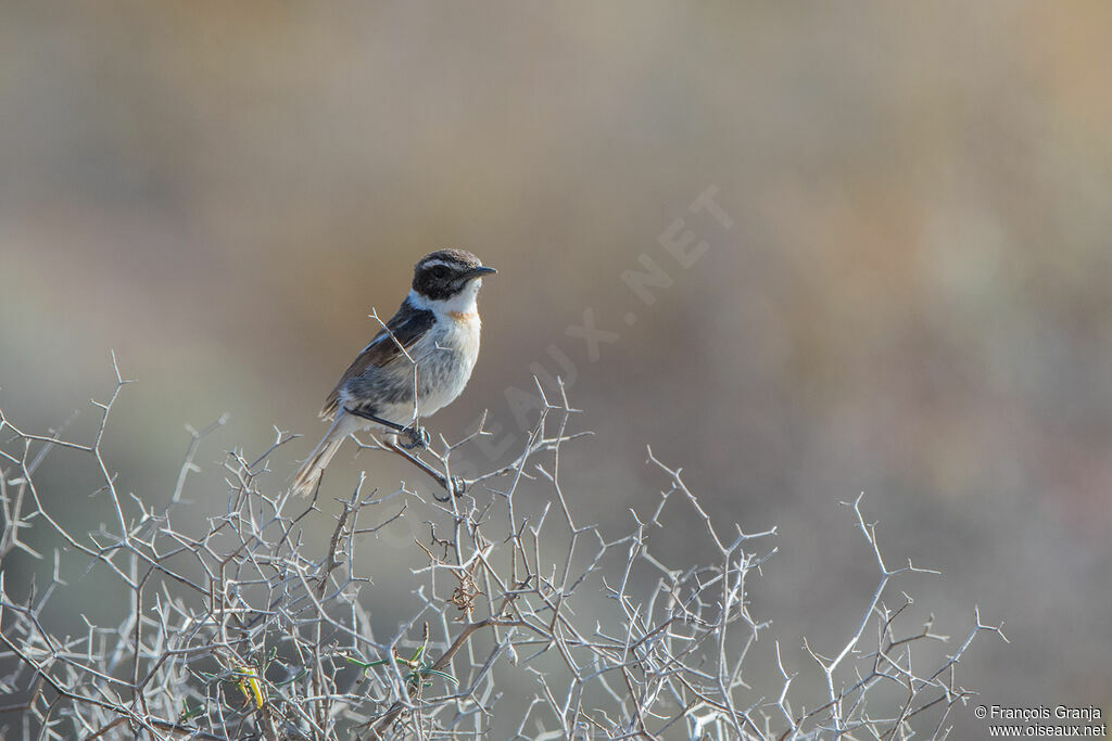 Canary Islands Stonechat male