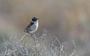 Canary Islands Stonechat