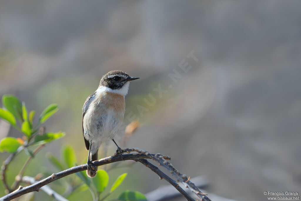 Tarier des Canaries mâle