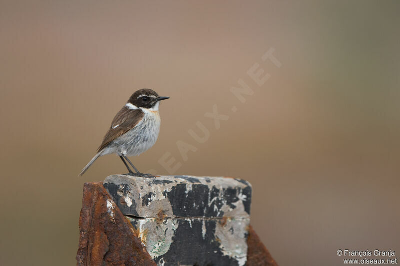 Canary Islands Stonechat male