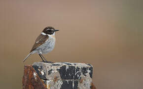 Canary Islands Stonechat