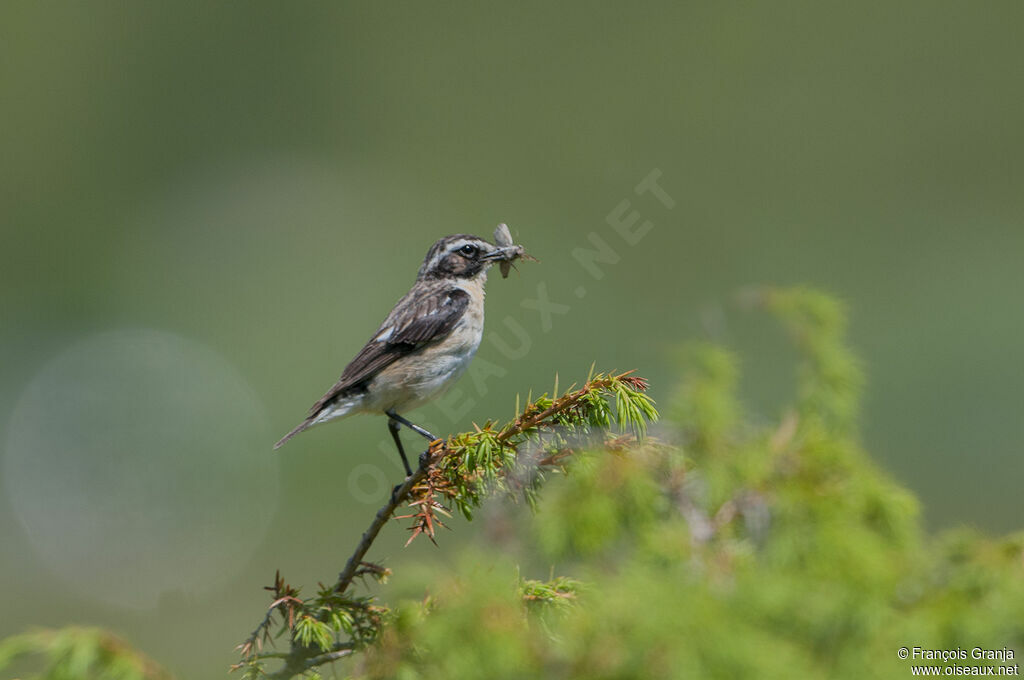 Whinchat male