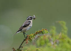 Whinchat