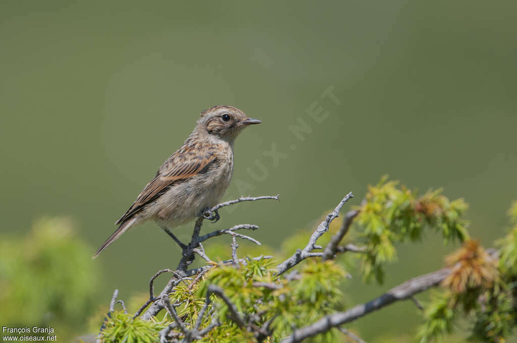 Whinchatjuvenile, identification