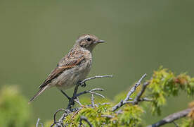 Whinchat