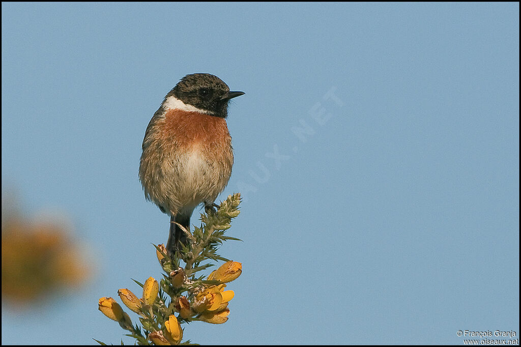 European Stonechat male adult breeding