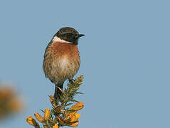 European Stonechat