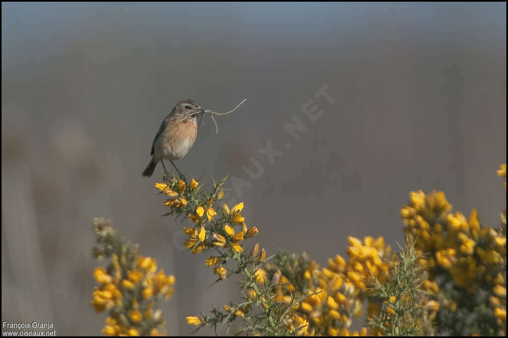 European Stonechat female adult, Reproduction-nesting