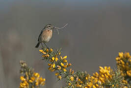 European Stonechat