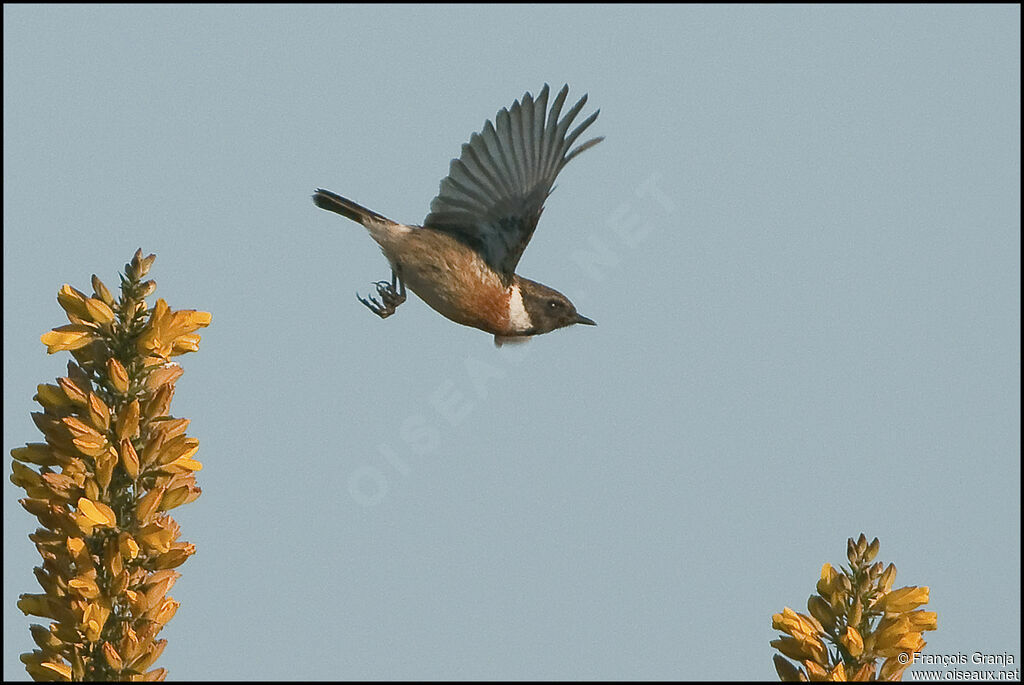 European Stonechat male adult, Flight