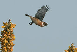 European Stonechat