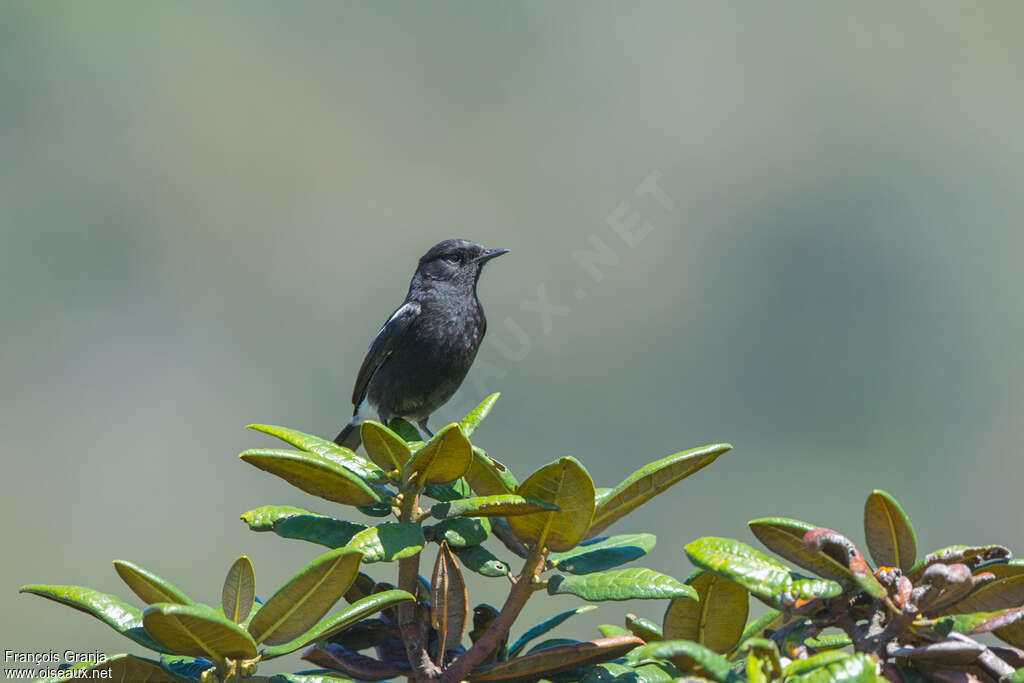 Pied Bush Chat male adult, habitat