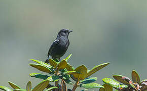 Pied Bush Chat