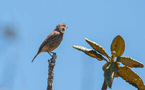 Pied Bush Chat