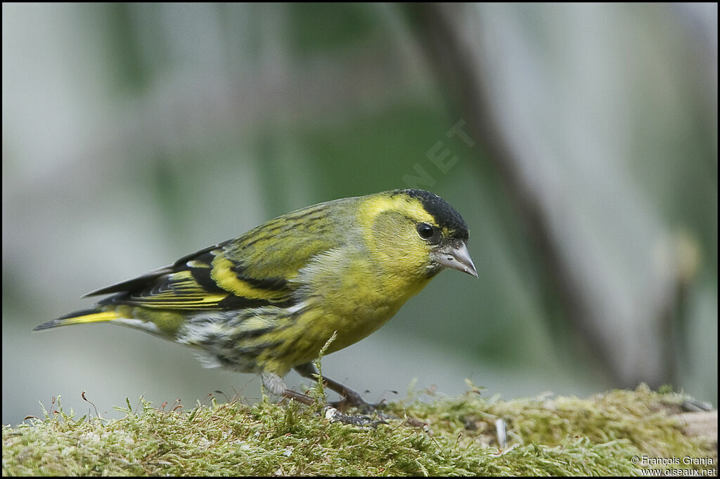 Eurasian Siskin male adult