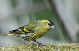 Eurasian Siskin