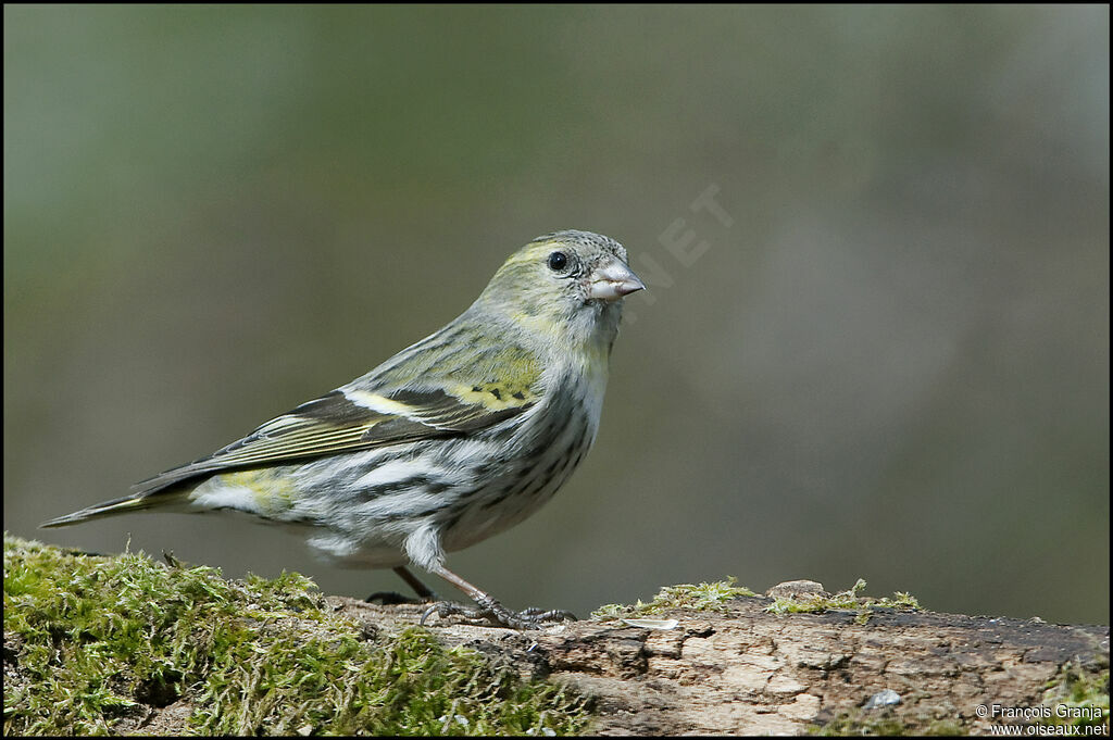 Eurasian Siskin female adult