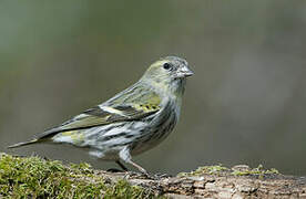 Eurasian Siskin