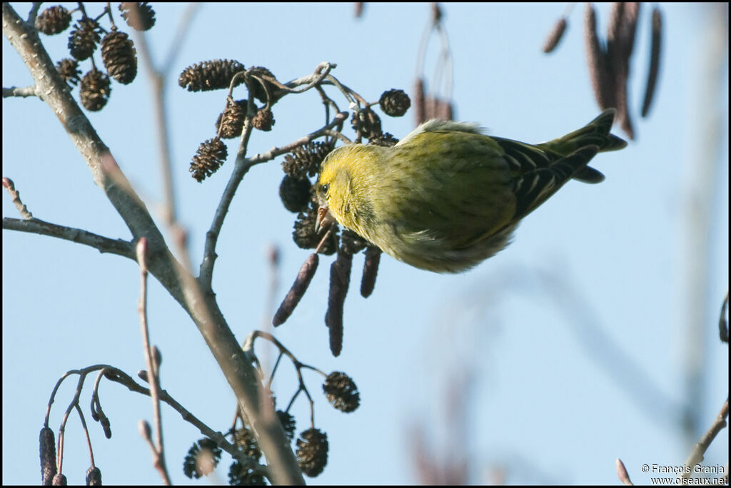 Eurasian Siskin male adult