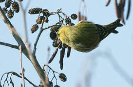 Eurasian Siskin