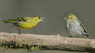 Eurasian Siskin