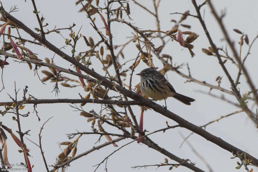 Yellow-billed Tit-Tyrantadult, habitat, pigmentation