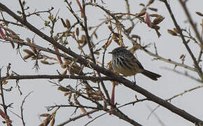 Yellow-billed Tit-Tyrant