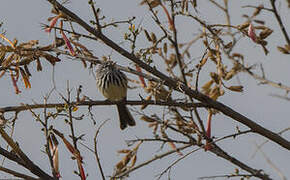 Yellow-billed Tit-Tyrant