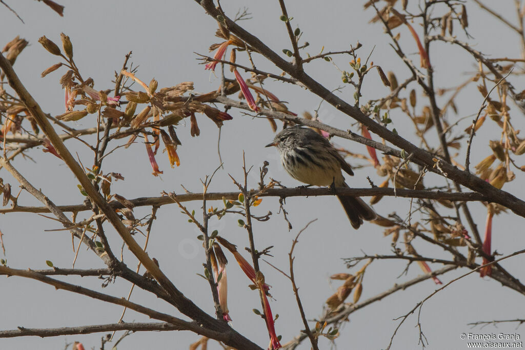 Yellow-billed Tit-Tyrant