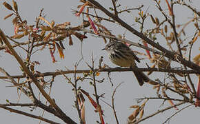 Yellow-billed Tit-Tyrant