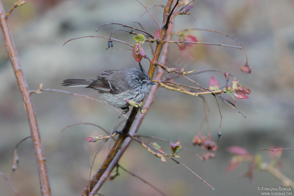 Tufted Tit-Tyrant