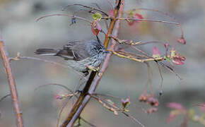 Tufted Tit-Tyrant