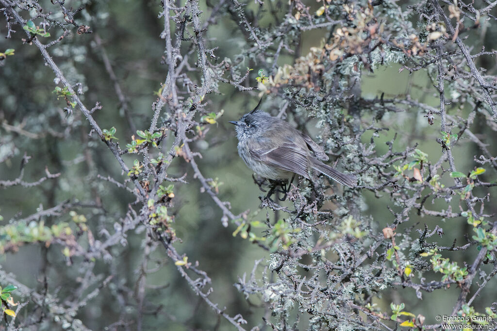 Tufted Tit-Tyrant