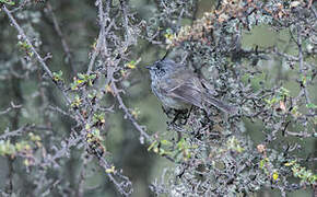 Tufted Tit-Tyrant