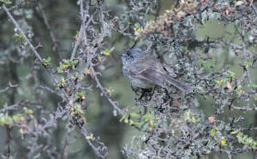 Taurillon mésange