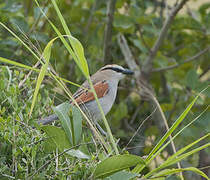 Black-crowned Tchagra