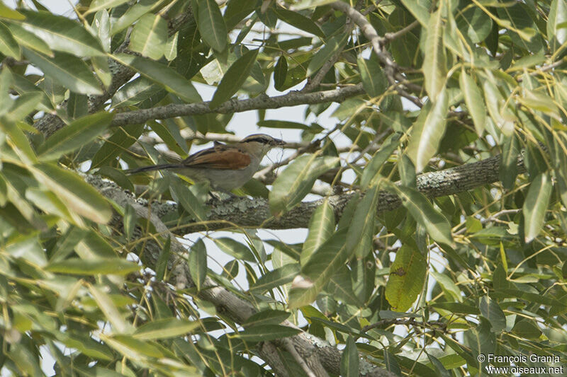 Black-crowned Tchagraadult