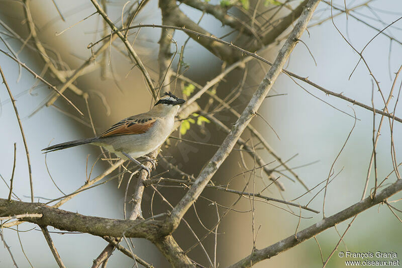 Black-crowned Tchagraadult