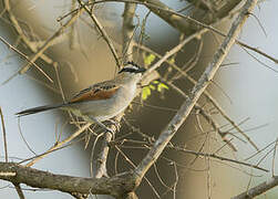 Black-crowned Tchagra