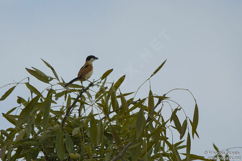 Marsh Tchagraadult