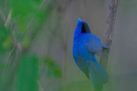 Black-naped Monarch