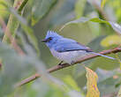 Tchitrec bleu