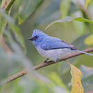 Tchitrec bleu