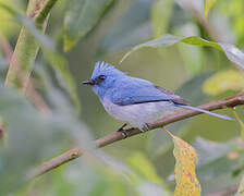 African Blue Flycatcher