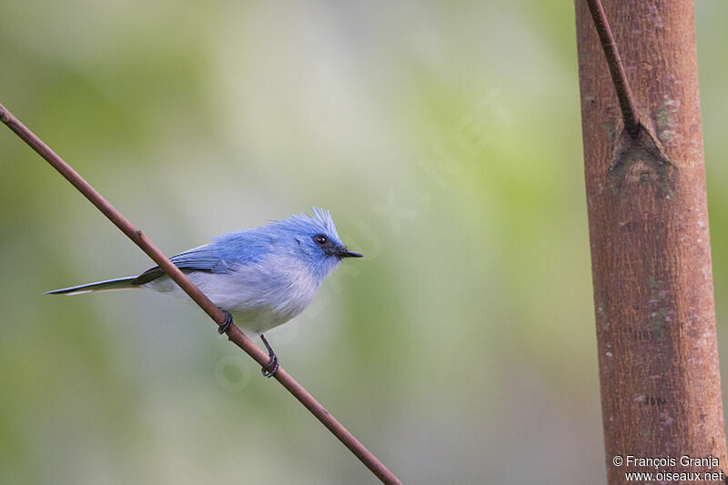 African Blue Flycatcheradult