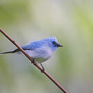 Tchitrec bleu