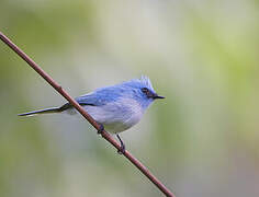 African Blue Flycatcher